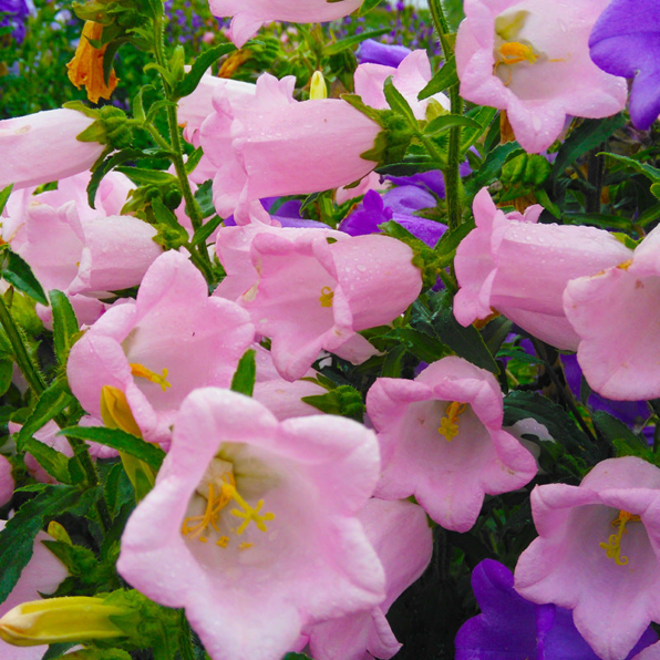 Champion II Pink (F1) Campanula Seed
