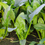 Baby Leaf Riverside Spinach Seeds