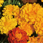 O1CN010sIqRZ2BdOQ6Ffb6r__2044468361-0-cib