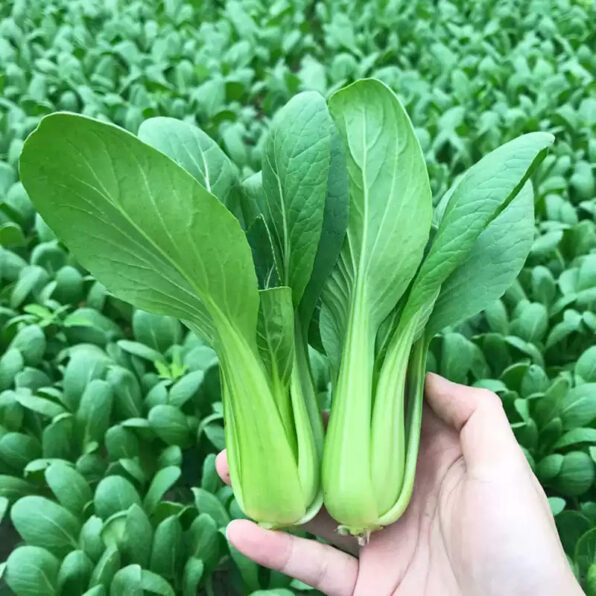 Toy Choy Hybrid Pak Choi Seeds