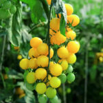 O1CN01q4jiNn1m0aNQfCA2b__2215144224892_jpg_q50_jpg