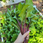 Red Stem Malabar Spinach Seeds
