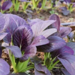 Red Inferno Pak Choi Seeds