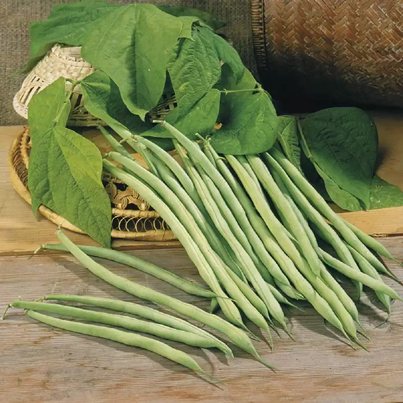 O1CN01EkxWuD1XUcEpT6T4g__23922927_jpg_q50_jpg