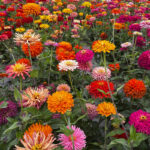 O1CN01bNmzs82BdOACUaEOX__2044468361-0-cib