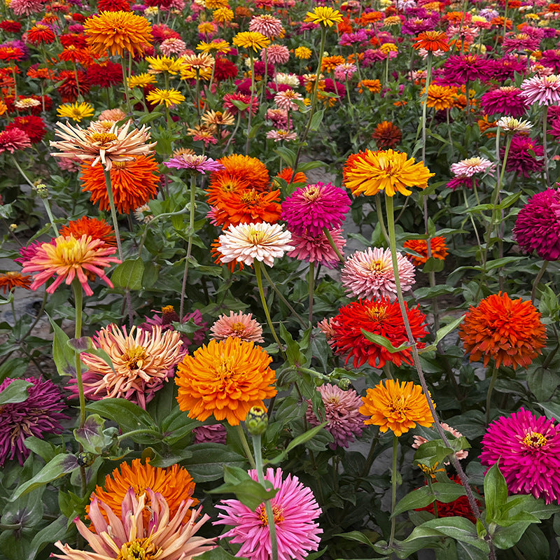 O1CN01Eq28Gi2BdOLFYQX3w__2044468361-0-cib_1