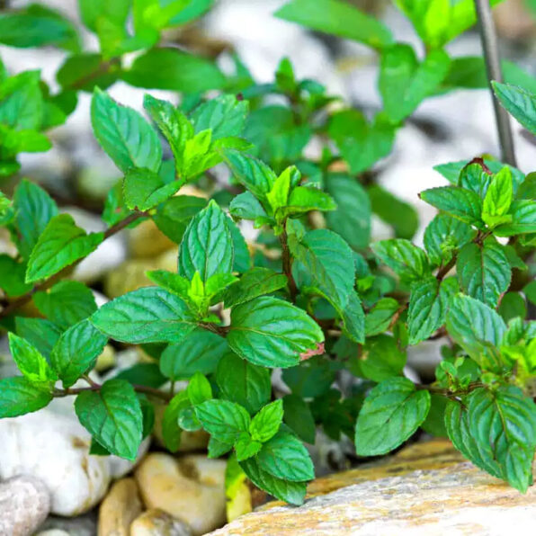 Peppermint Seeds