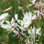 O1CN01Qodplc2JkjXkQ5TrX__2213216199460_jpg_q50_jpg