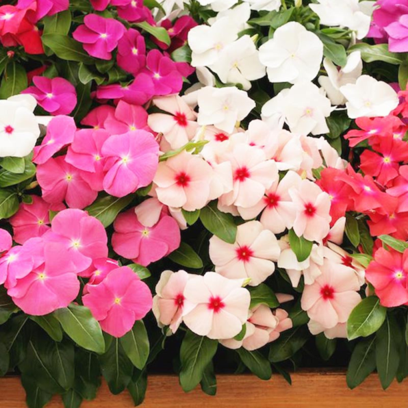 Pacifica Mix Hybrid Vinca Seeds