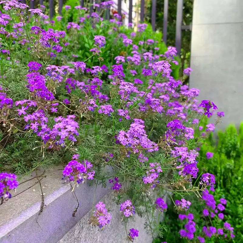 O1CN01FALc6V2JkjgSR5pxP__2213216199460_jpg_q50_jpg