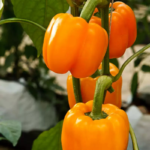 O1CN01sOV2mf27Dy2J2tJzE__2000517764_jpg_q50_jpg