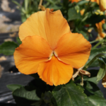 pansy-swiss-giants-orange-sun-ndp-2