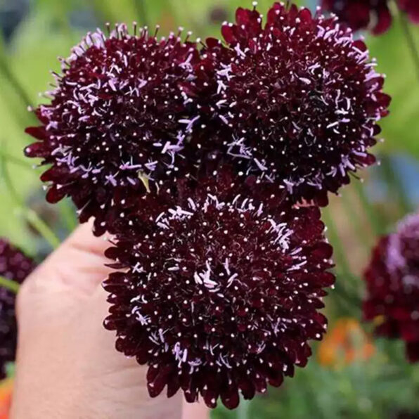 Black Pincushion Scabiosa Flower Seeds