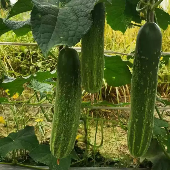 Sweet Success Hybrid Cucumber Seeds