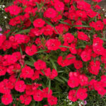 Red Dianthus Seeds