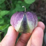 O1CN01CJXqxQ2JkjbG33viB__2213216199460