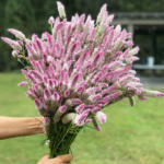 O1CN01pwSHvU2JkjY8O5LuH__2213216199460