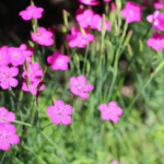 O1CN01hnpfI72Jkjm5vSrSi__2213216199460_jpg_q30_jpg