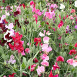 Knee-High Mix Sweet Pea Seeds