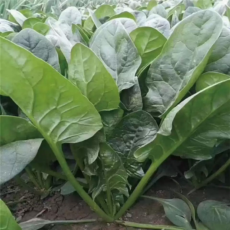 O1CN01G6AL191CykDh6GxEy__2208838310150_jpg_q50_jpg