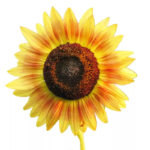 O1CN01TdiQMt2JkjluykL3F__2213216199460_jpg_q50_jpg