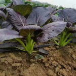 O1CN01EkQluk1sbaF0QDpoD__2215574735785_jpg_q50_jpg