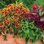 O1CN01jwERPu2JkjlPNr41S__2213216199460_jpg_q50_jpg