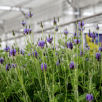 O1CN01YO1ozL2JkjWeRpBR6__2213216199460