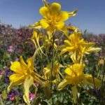 O1CN019yeYru2Jkjlz59qtd__2213216199460_jpg_q50_jpg