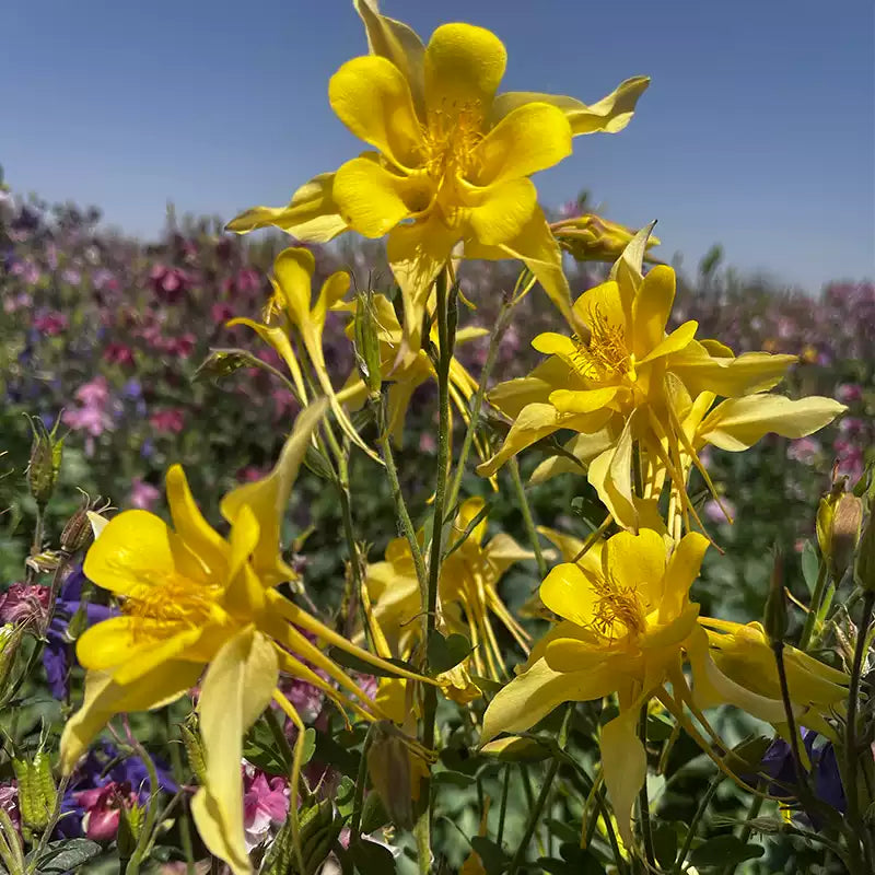 O1CN01Ga0T2H1G4eBUKkfCZ__405560569_jpg_q50_jpg