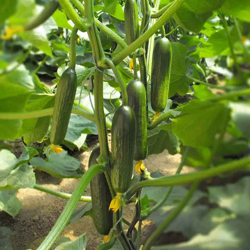 O1CN01GeASWO1dXiKXA5VrW__1071273746_jpg_q50_jpg