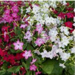 O1CN01ikY0IT2JkjXgx6sdg__2213216199460_1