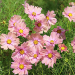 O1CN01LXtYRw2JkjlhO5hSp__2213216199460_jpg_q50_jpg