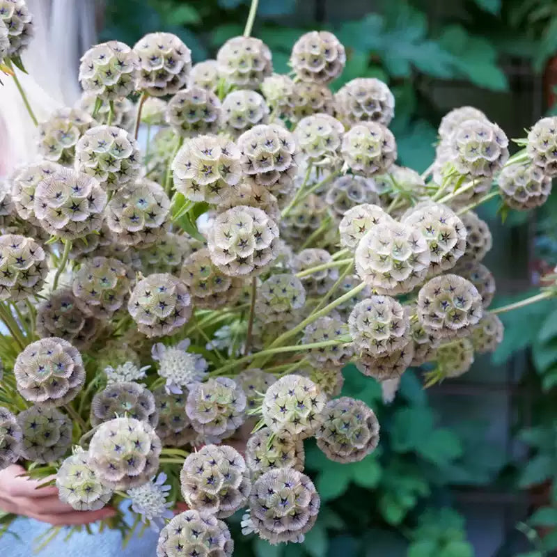 O1CN01HBb4LU2JkjlrwcJt4__2213216199460_jpg_q50_jpg