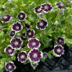 O1CN0194pKr12JkjlgCM9nu__2213216199460_jpg_q30_jpg