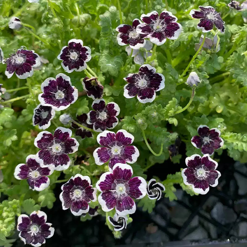 O1CN01HDIWah2JkjelM17Ka__2213216199460_jpg_q50_jpg