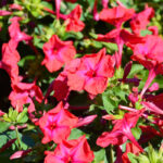 O1CN01VZY6ut2Jkjld7FvZw__2213216199460_jpg_q30_jpg