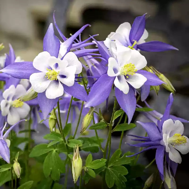 O1CN01HL3Nr42JkjlSDl8DN__2213216199460_jpg_q30_jpg-1