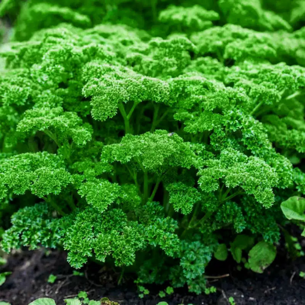 Garden Blend Parsley Seeds