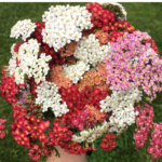 O1CN010hx03d2JkjlXkJsBw__2213216199460