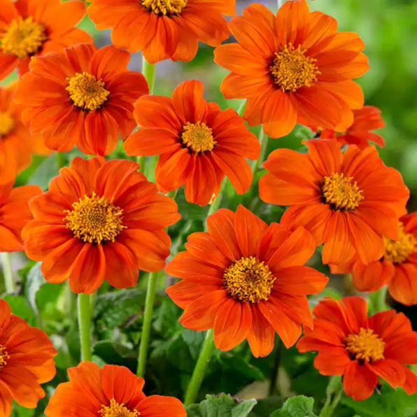 Fiesta del Sol Mexican Sunflower Seeds