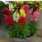 O1CN01OaEj3U2JkjZRpsRZv__2213216199460