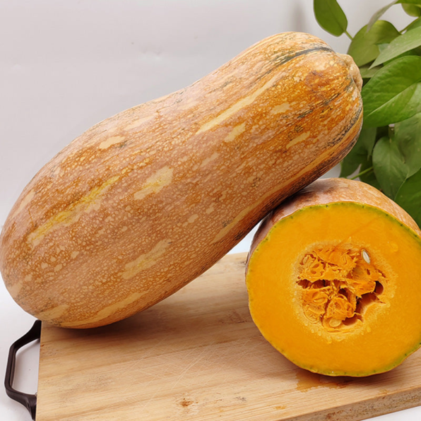 Big Chief F1 Butternut Squash Seeds