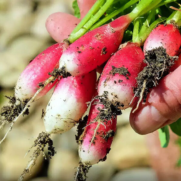 Patricia Radish Seeds