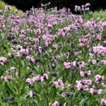 O1CN01pbd5142JkjmC4HxDp__2213216199460_jpg_q50_jpg