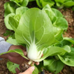 O1CN01kEtbxV1dXiR5BdQNL__1071273746_jpg_q50_jpg