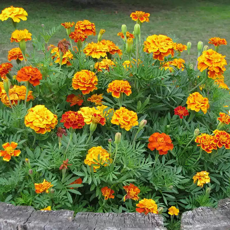 O1CN01Io2rKC2JkjZsefjdO__2213216199460_jpg_q30_jpg