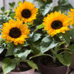 O1CN01ynCKl72JkjlaVEaIX__2213216199460_jpg_q50_jpg