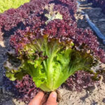 O1CN01Cuo1qT1sbaEpIchMn__2215574735785_jpg_q50_jpg