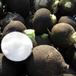 radish-black-spanish-round-shk-1